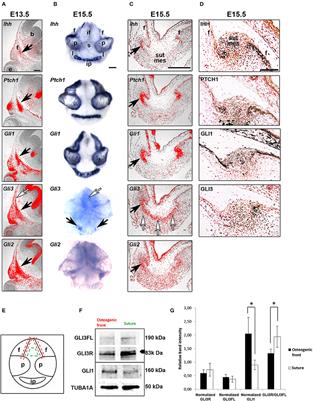 Regulation of Calvarial Osteogenesis by Concomitant De-repression of GLI3 and Activation of IHH Targets